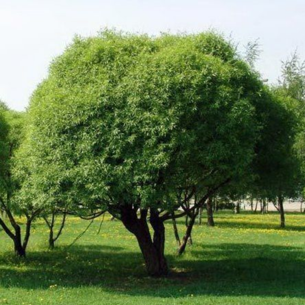 Ива ломкая Буллата