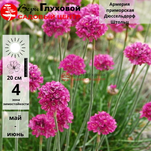 Основное изображение товара