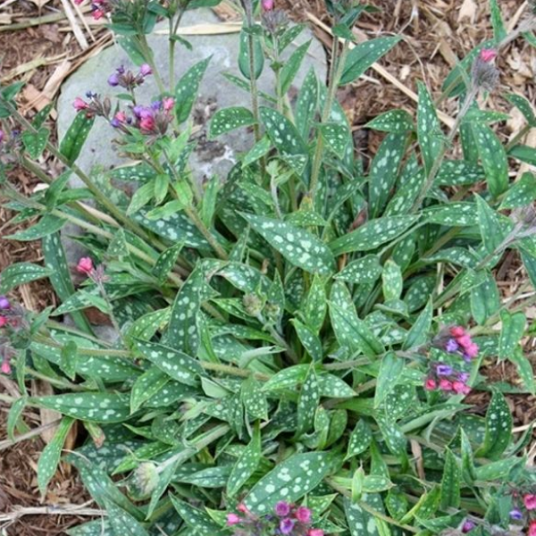 Медуница гибридная Распберри Сплеш