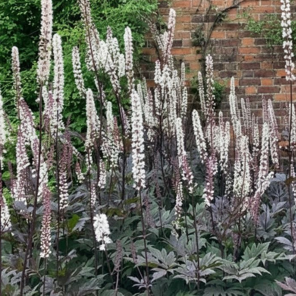 Актея простая Атропурпуреа