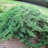 Можжевельник лежачий (Juniperus procumbens) Нана   С3 СП/25